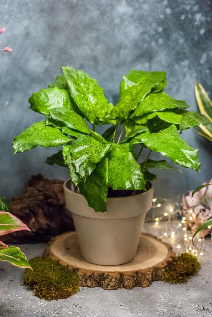 Калатея "Нетворк"