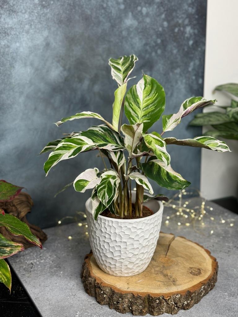 Калатея Фьюжн Вайт