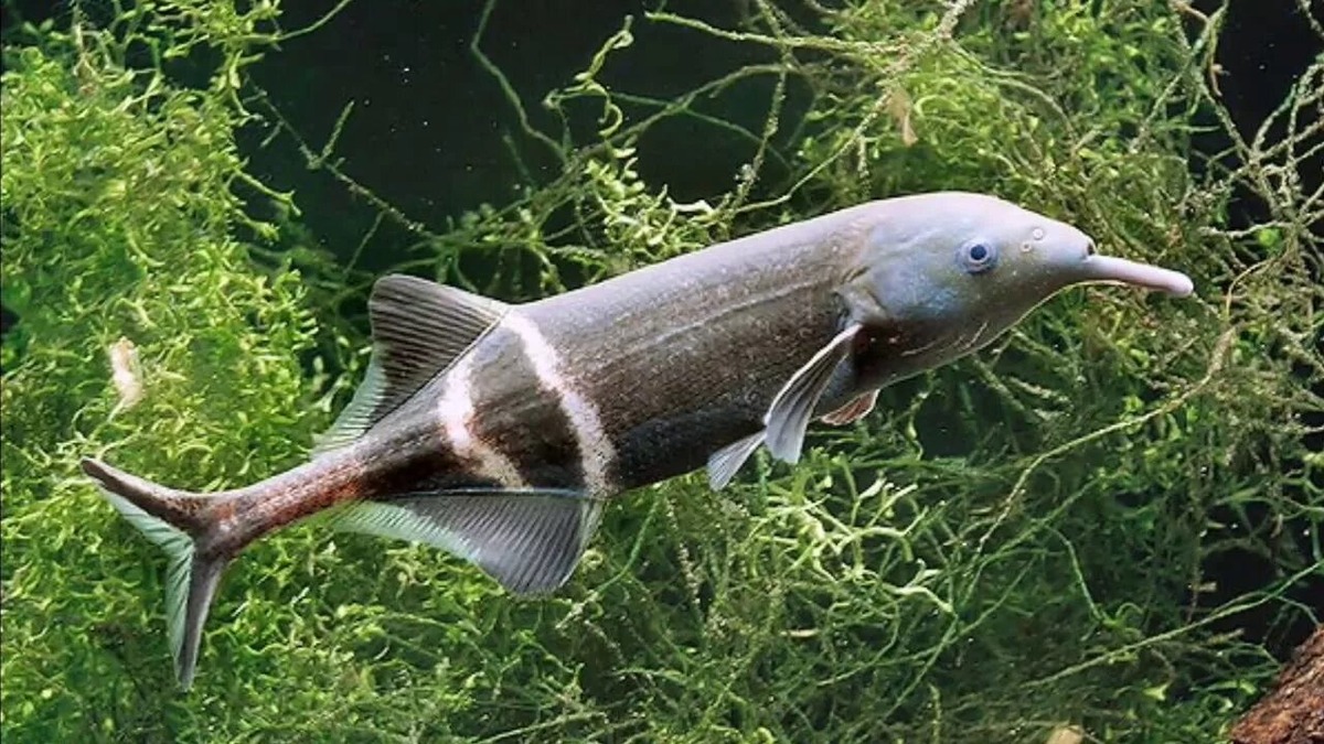 Фотография из интернета