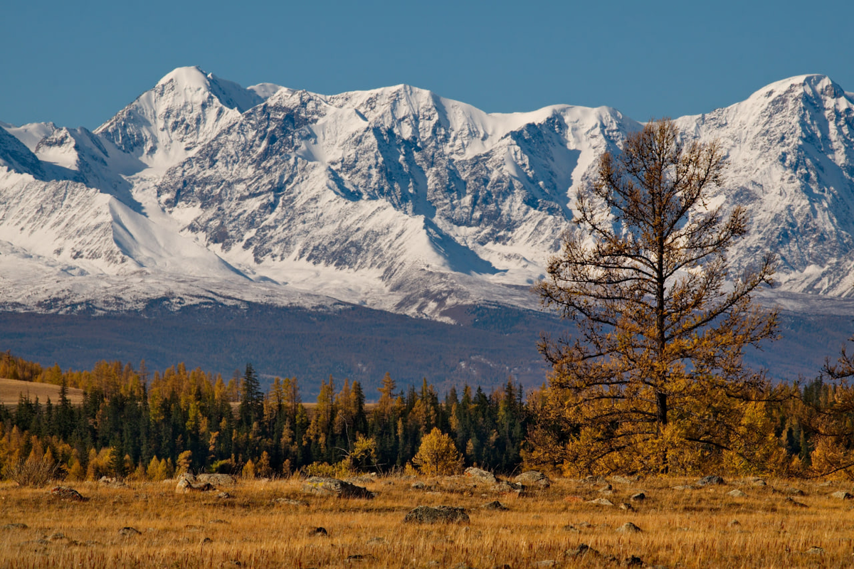 Осенний Алтай: золотые лиственницы и снежные вершины, (источник: magput.ru)