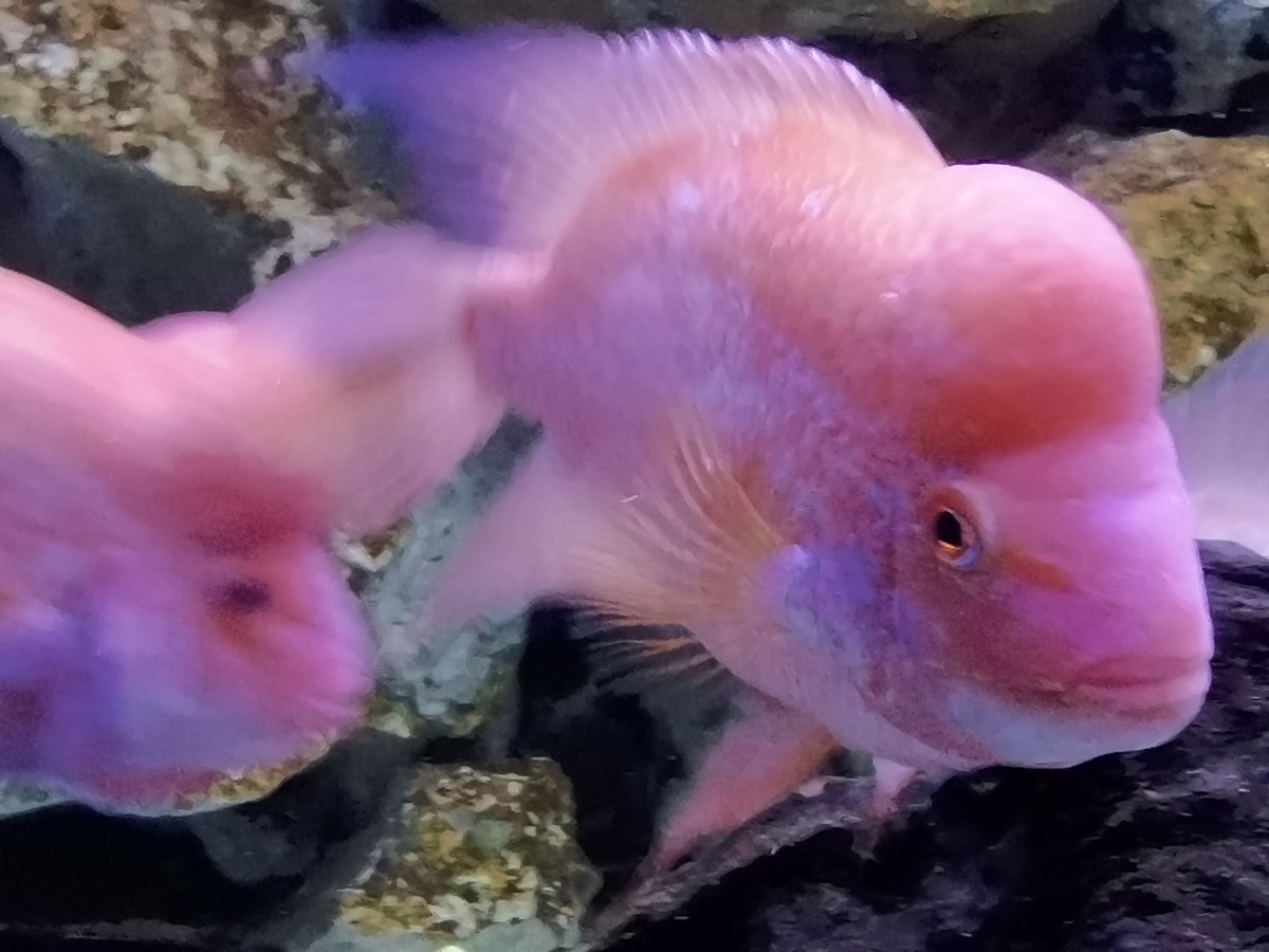 Рыбы встречают.