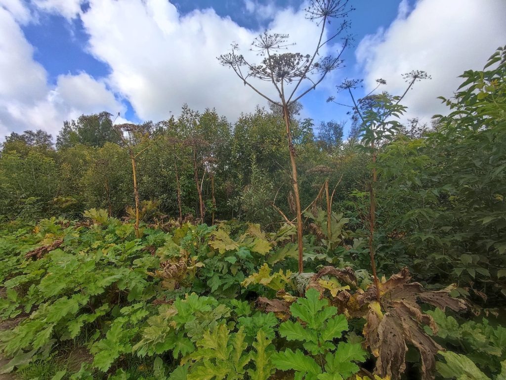 Борщевик Сосновского (фото: Никита Романов)