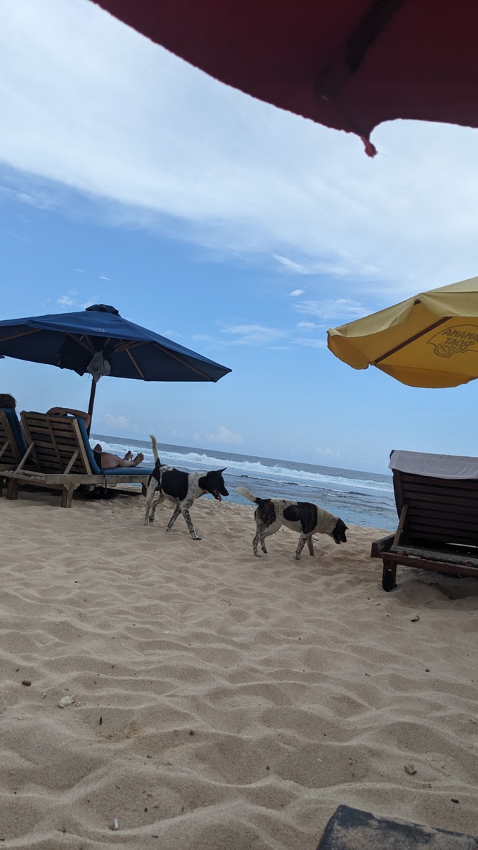 Собачки Бали 