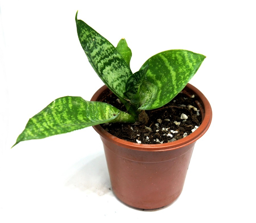 САНСЕВИЕРИЯ