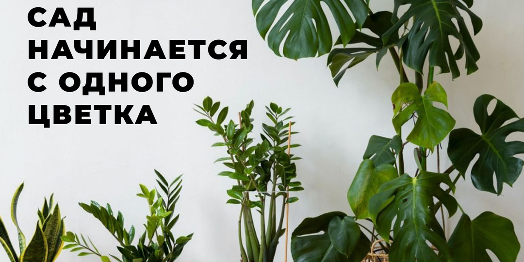 ТОП 3 РАСТЕНИЯ ДЛЯ НОВИЧКА