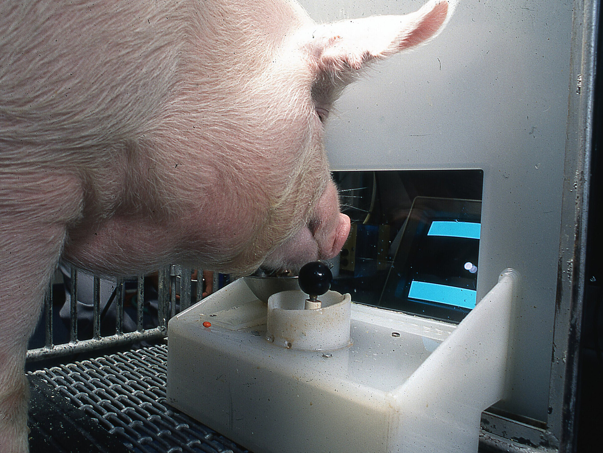 Во время экспериментов домашние свиньи (если что, родственники кабана) освоили простые видеоигры — управляли джойстиком с помощью пятачка. Удивительно, но хряки получали удовольствие от процесса и радовались успехам даже без угощений. Фотография: Eston Martz, Университет штата Пенсильвания.
