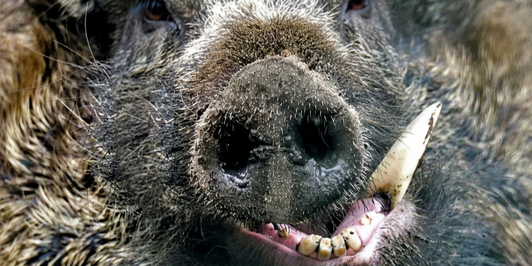 Открытое письмо охотникам: почему на кабана чаще ходят не в одиночку, а толпой