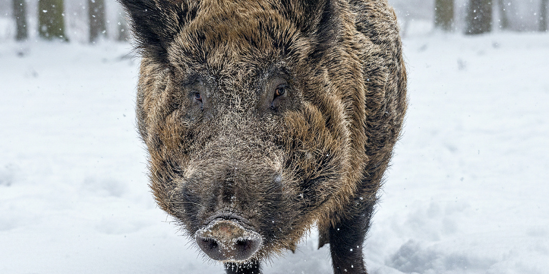 Открытое письмо охотникам: почему на кабана чаще ходят не в одиночку, а толпой