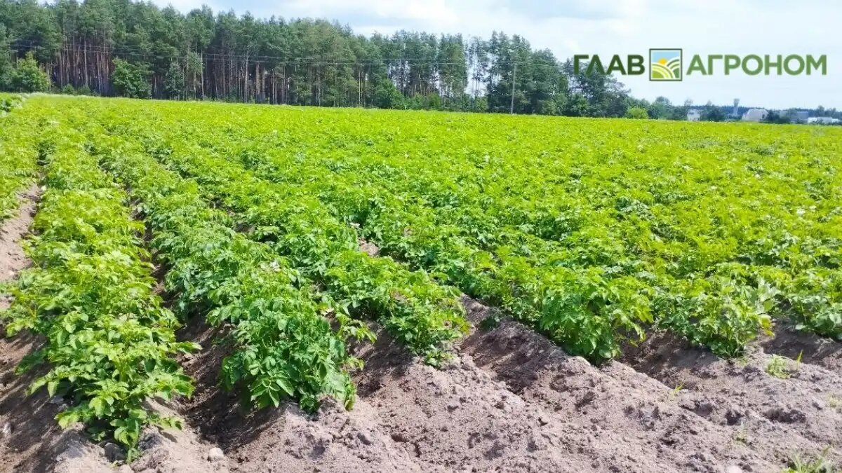 Фото:© Николай Петроченко / Glavagronom.ru
Компания Агро Эксперт Груп получила регистрацию на новый фунгицид