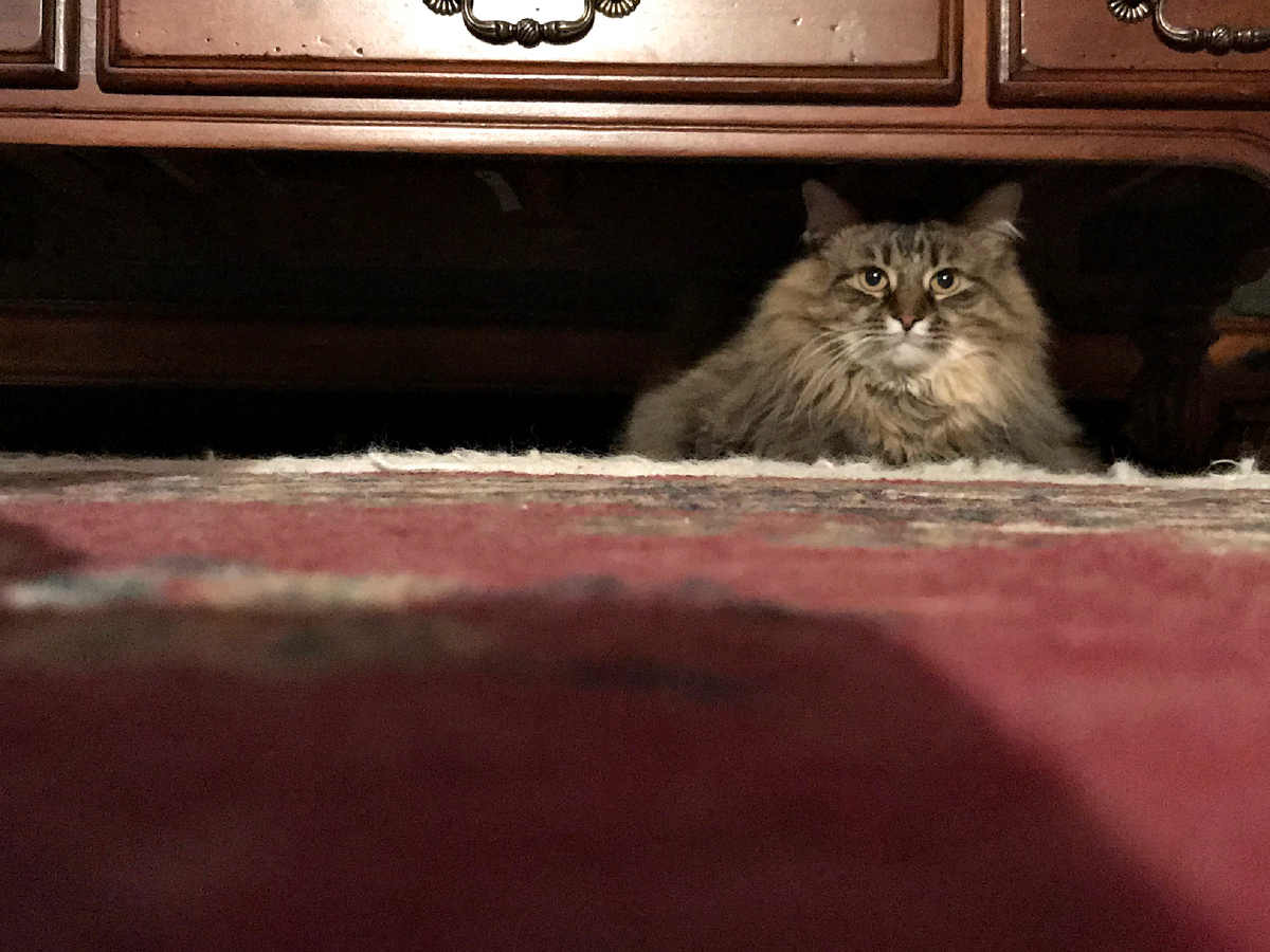 Питомец не обиделся и не мог стать интровертом за одну ночь. Скорее всего, его что-то беспокоит физически, вот он и ищет безопасное убежище, чтобы «переждать бурю». Фотография: tnchanse, CC BY-NC-SA 2.0