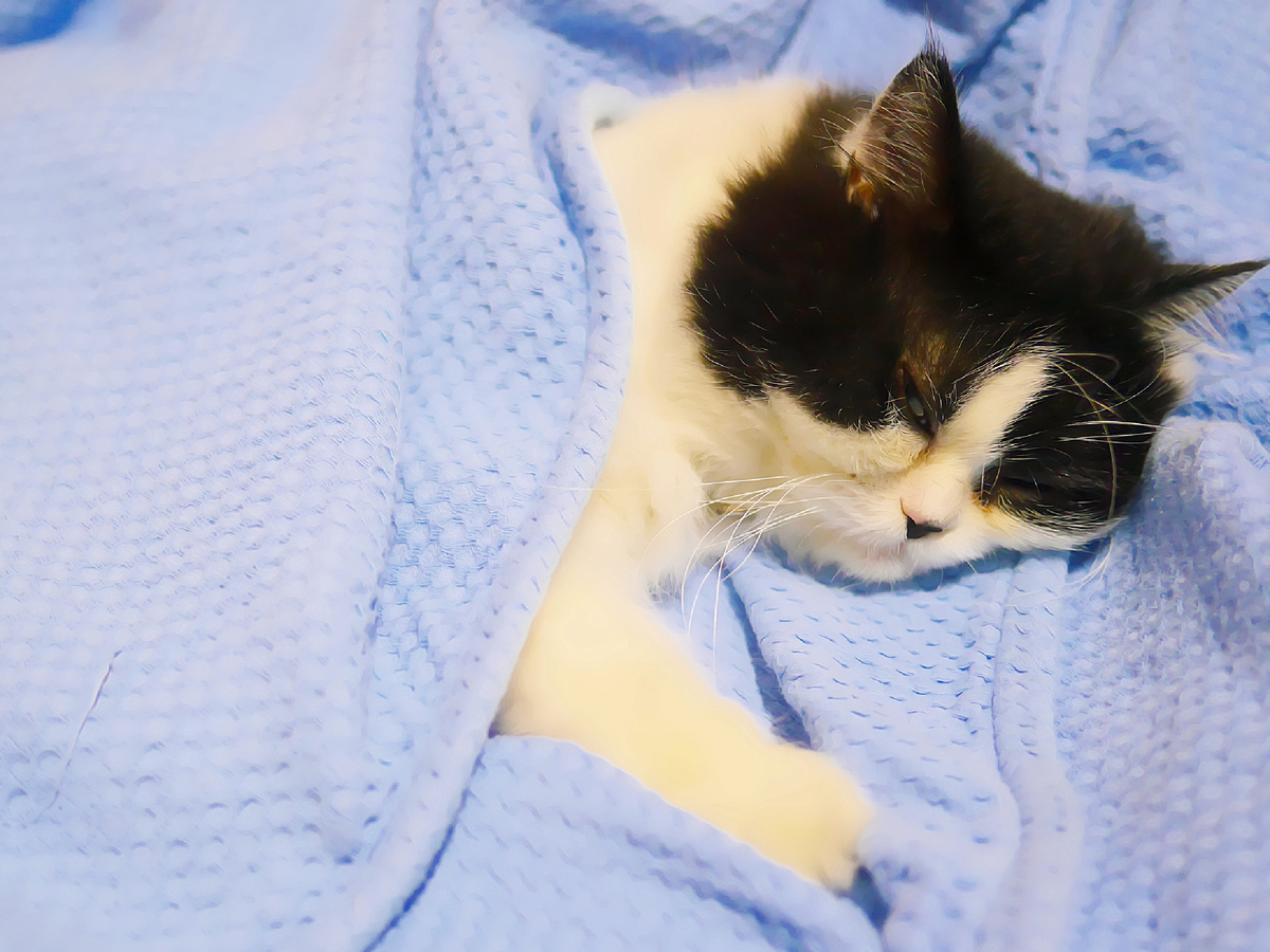 Вялость и апатия — универсальные признаки любого недуга. Когда организм борется с патогенными агентами, он экономит энергию. Фотография: travel oriented, CC BY-SA 2.0