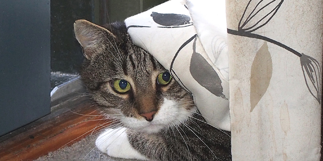 Бегом к ветеринару: 10 признаков, что кот или кошка терпит боль, но молчит