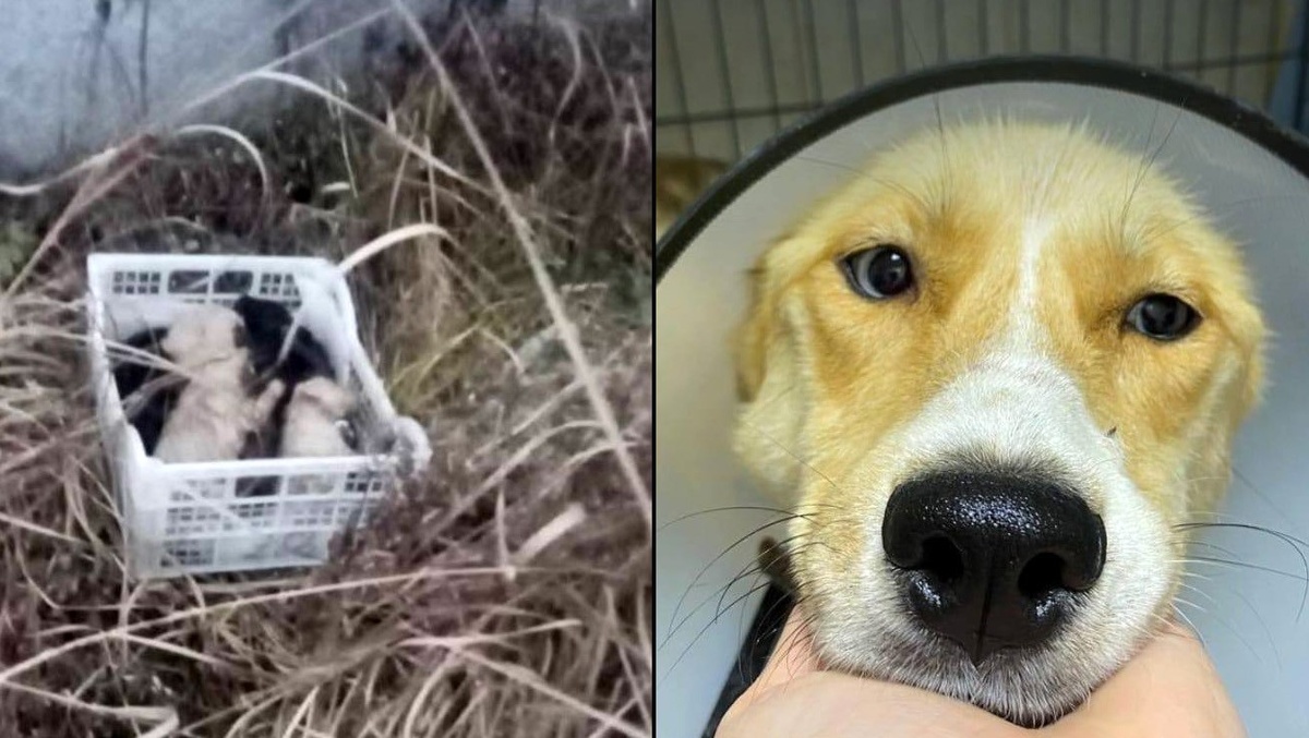     Фото: ЕАН и Фонд «ЗооЗащита»