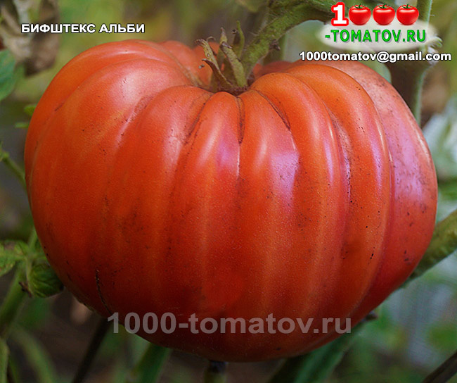 Томат  Бифштекс Альби Beefsteak Albi Фото1