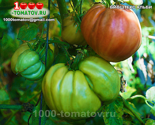 Томат  Бифштекс Альби Beefsteak Albi Фото2