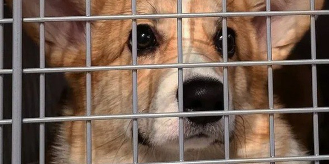 Если собака попала в отлов,куда бежать и что делать?