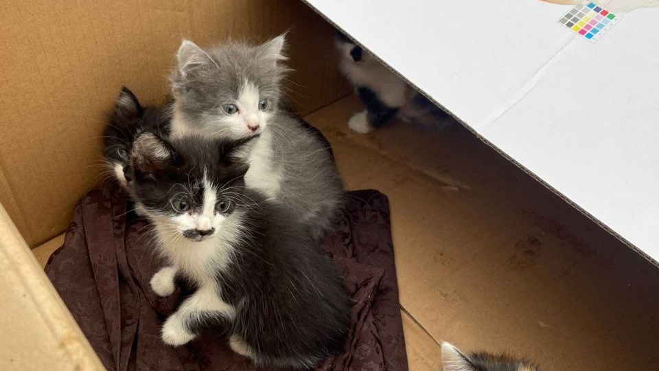 Ступино. Котят выбросили в парке