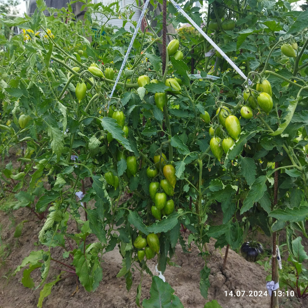 В теплице все три года не сажала.