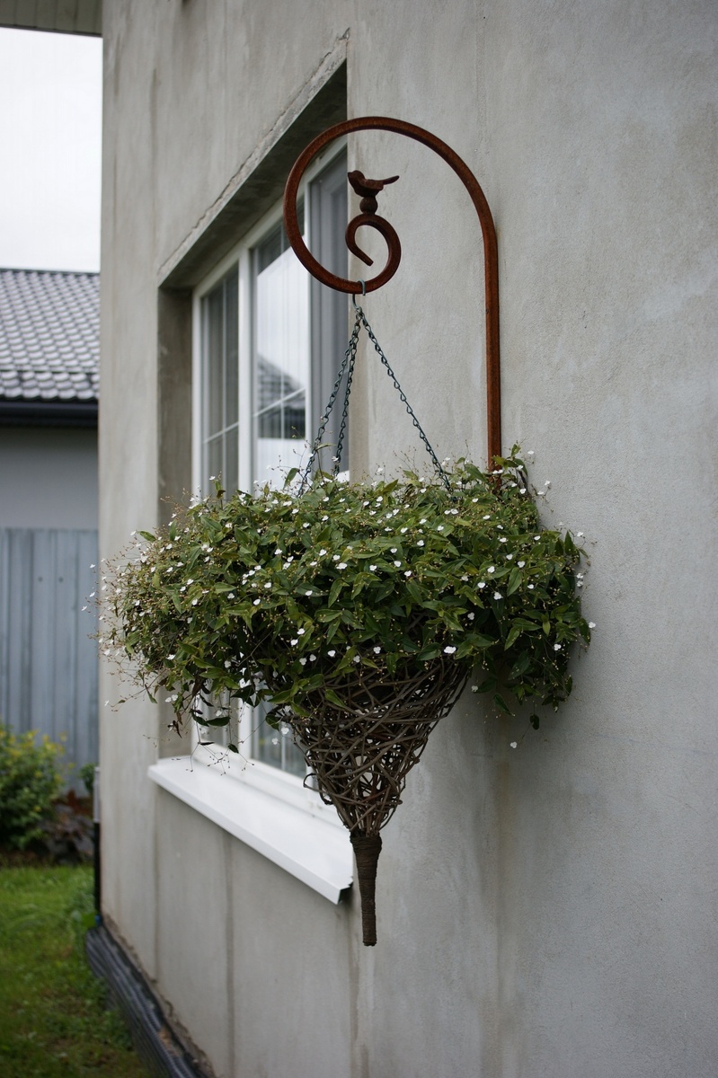 Это кашпо сейчас уже в теплице, так как гибазис не перенёс заморозков. 