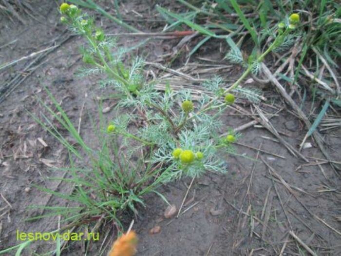 Ромашка пахучая (безъязычковая, зелёная) (фото с блога "Лесная кладовая")