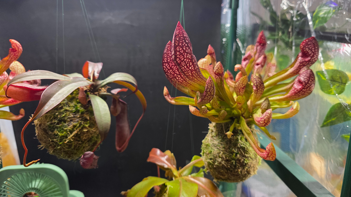 растения-хищники в кокедамах