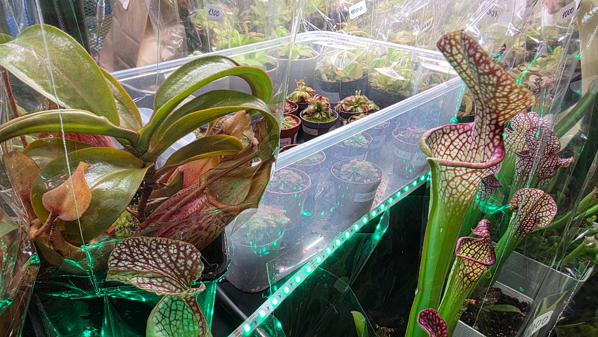 растения-хищники