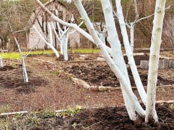 Яндекс Картинки