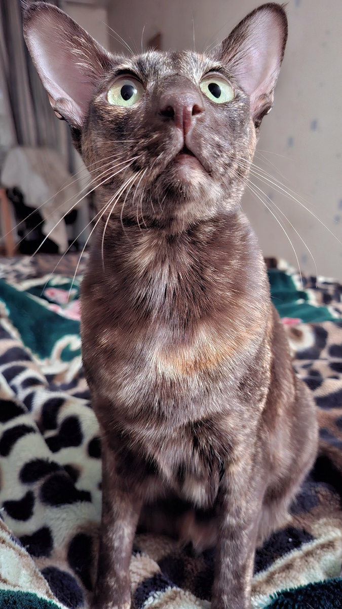 В смысле, я толстая?