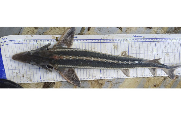 Азово-Черноморский филиал ВНИРО