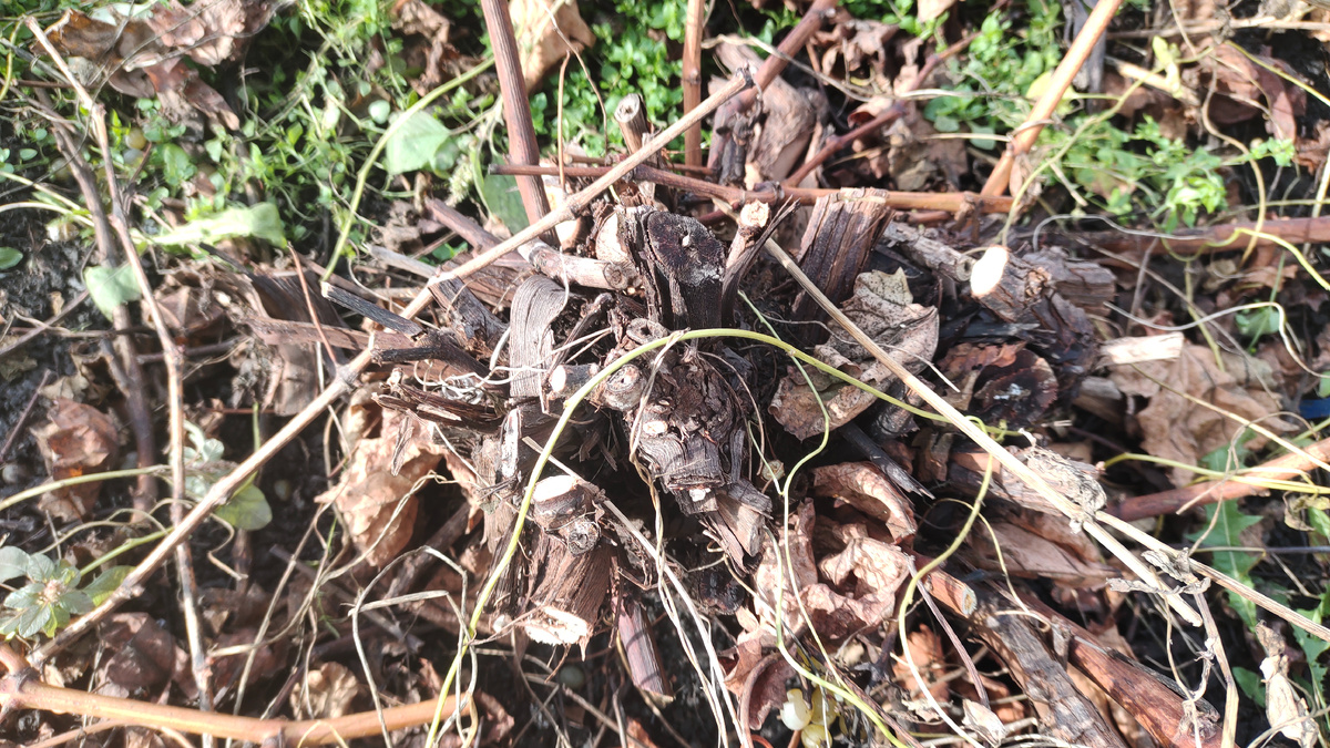 Голова старого куста с оставленными несколькими рожками 