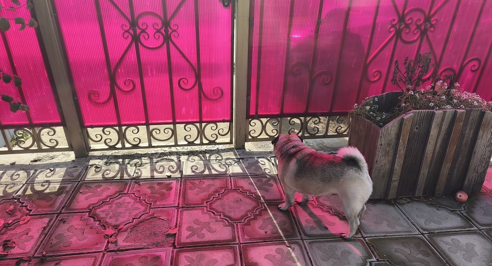 Дневник мопса: главный по встрече и проводам