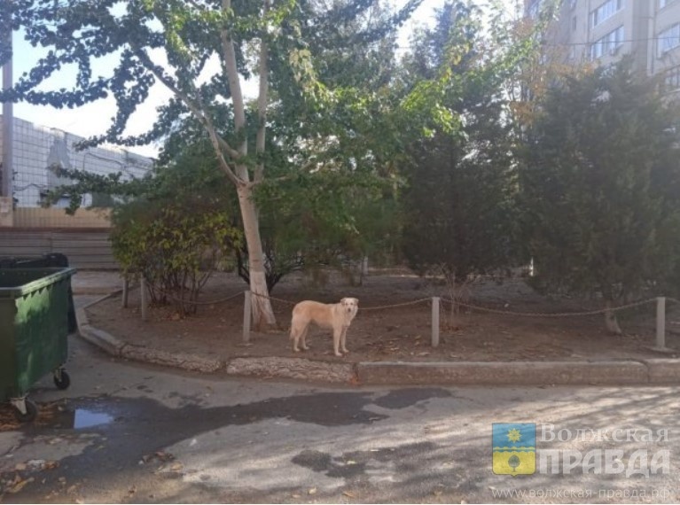 Фото: "Волгоградская правда"📷    Из пасти Шеры засочилась кровь: в Волгограде судят мужчину, застрелившего собаку
