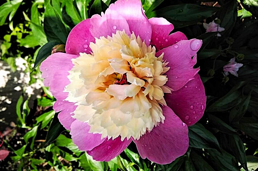 Пионы. Фото Автора