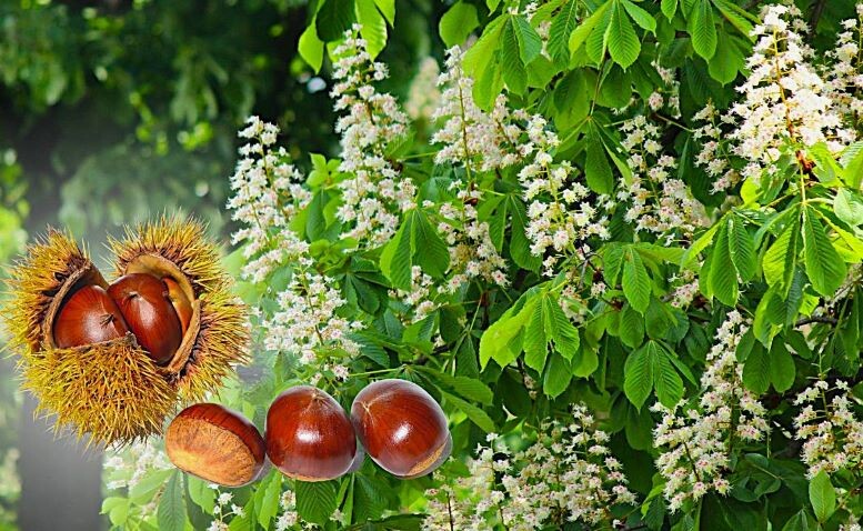 Яндекс Картинки