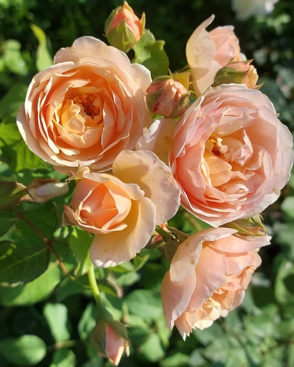 Что это за роза? Узнаете?