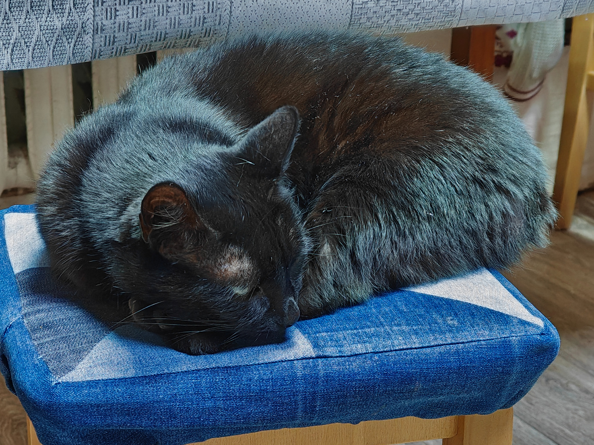 Муся спит, но бдит