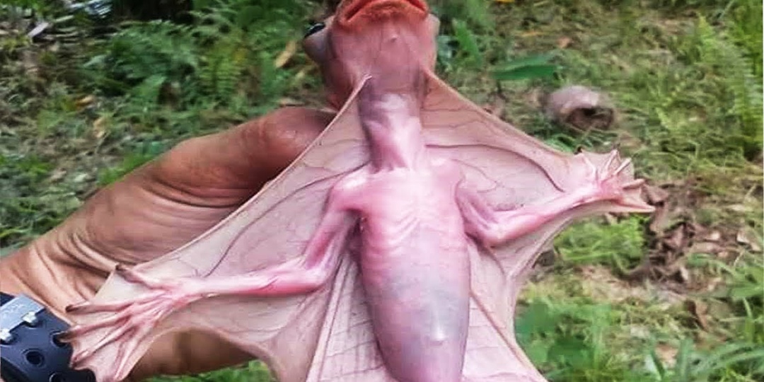 10 животных, которые просто странные!