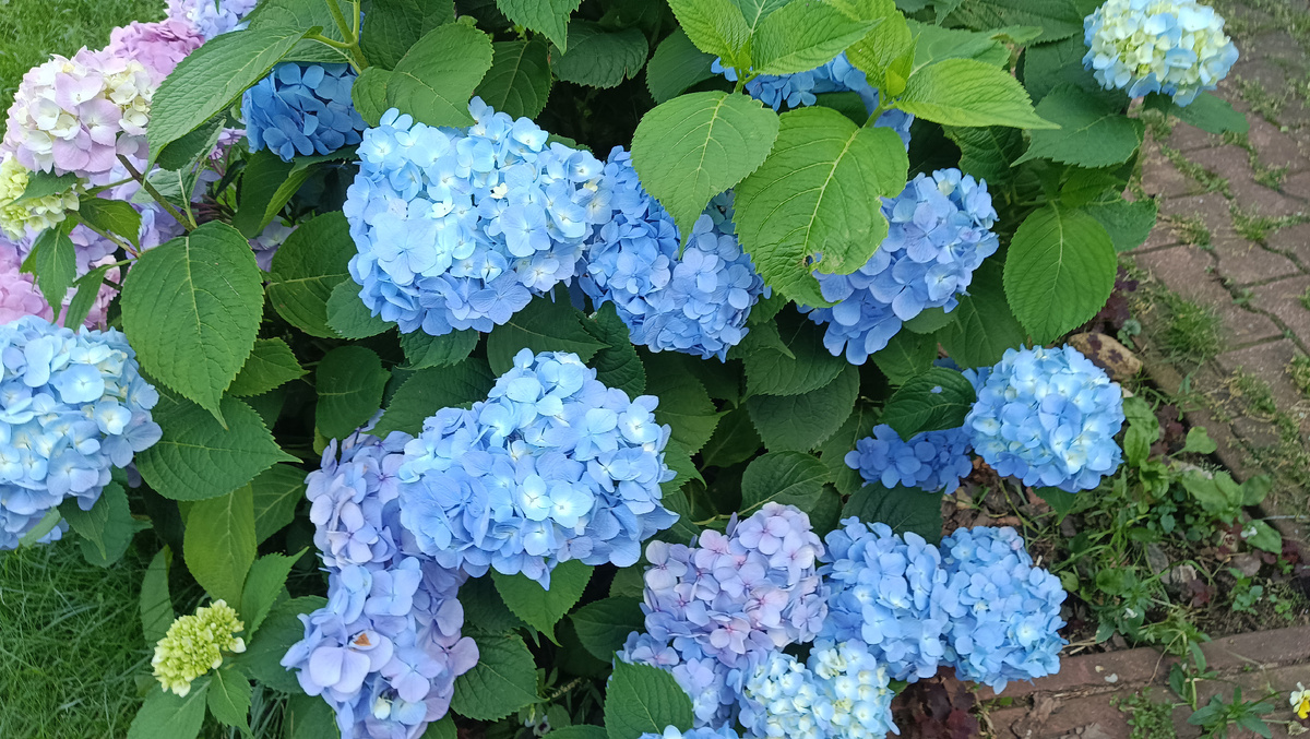 Молодая крупнолистовая гортензия Эндлес Саммер, 2025