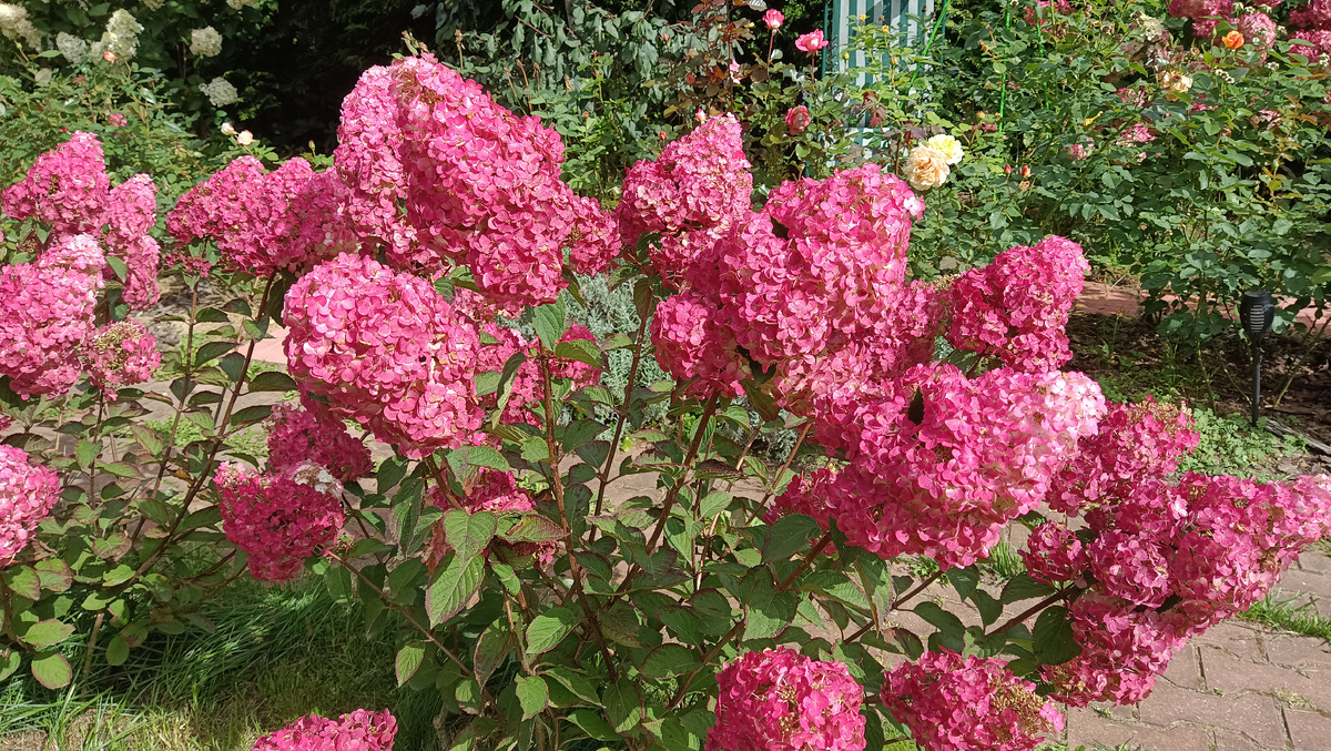 Самарская Лидия, 2025