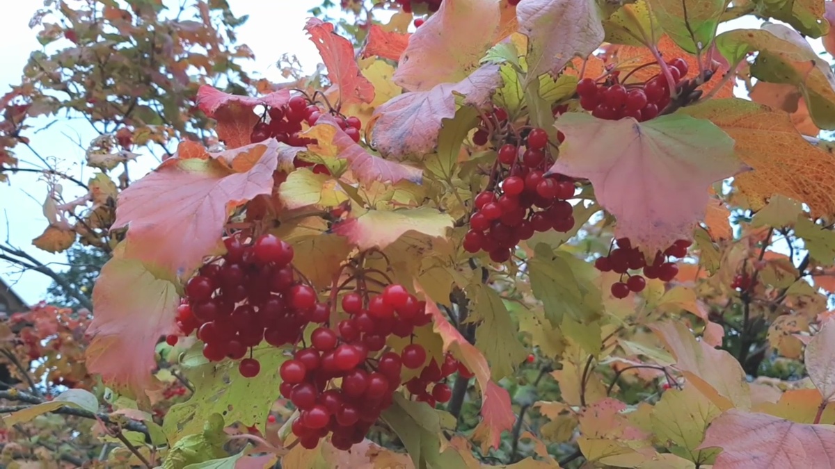 Осенью мы сталкиваемся с большим количеством листового опада.