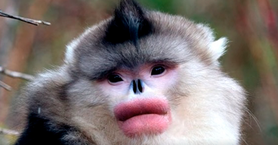 Чёрный ринопитек.