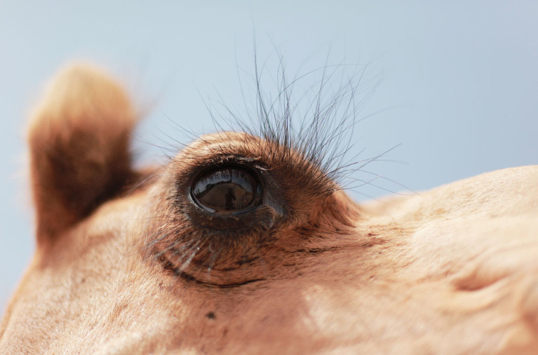 Глаз верблюда.