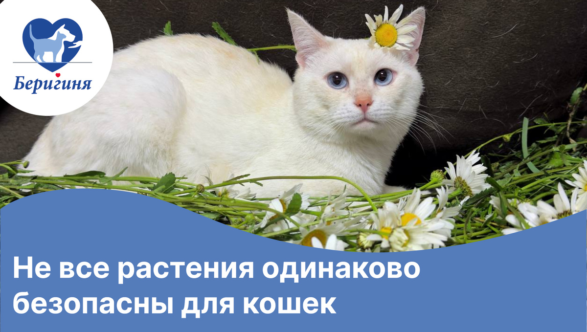 #выпускники_беригини_Каспер