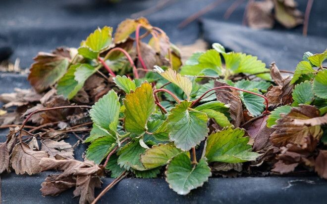 Обрезка клубники подготовка к зиме