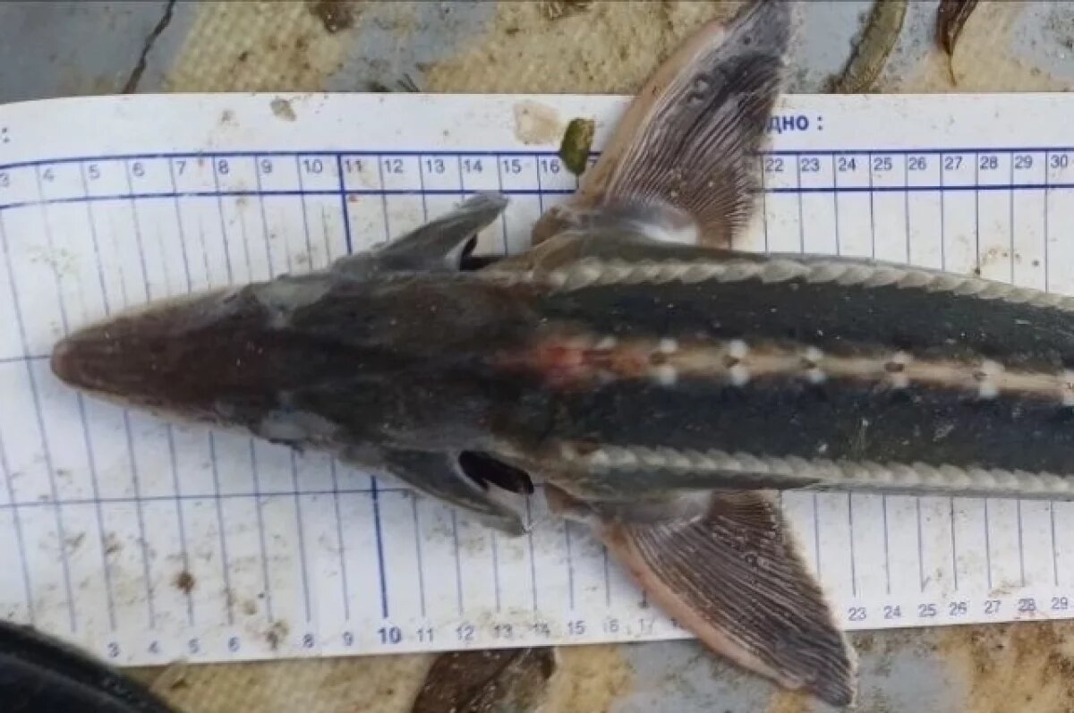    В Азовском море обнаружили шипа, считавшегося исчезнувшим более 70 лет