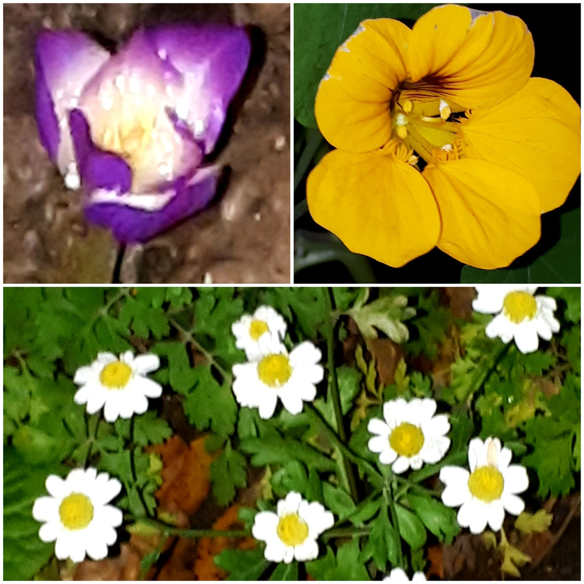 Коллаж автора 24.10.2025г.