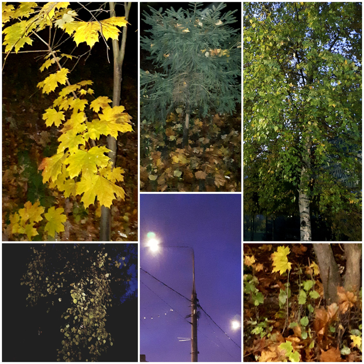 Коллаж автора 24.10.2025г.