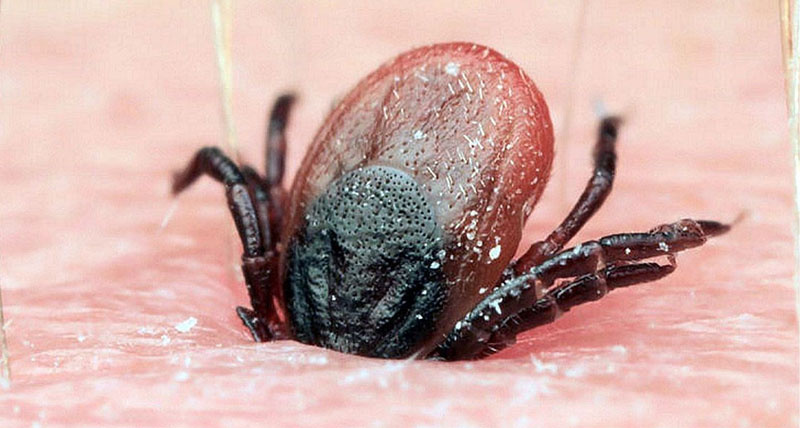 Клещ. Фото: vse.sale