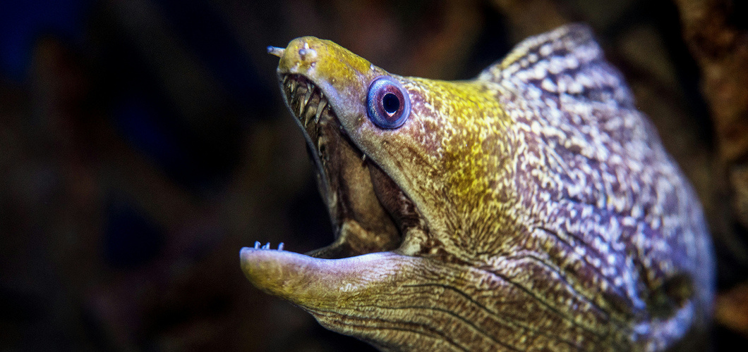 Почти как «Чужой»: что мы знаем о муренах