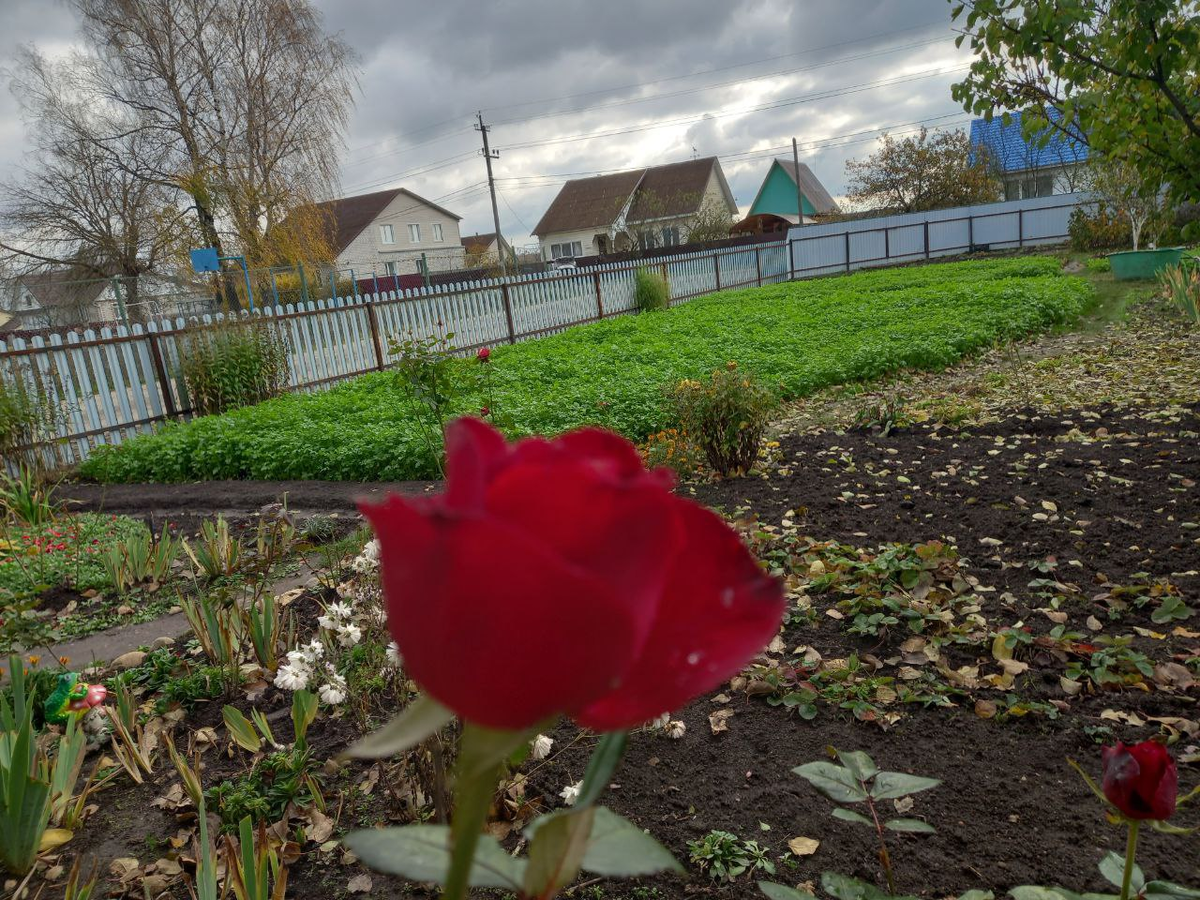 Мой огород во второй половине октября. Фото автора.